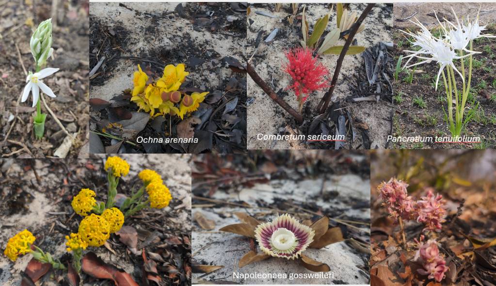 Flowers that spring up after fire 600x300